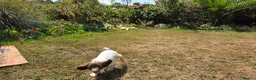 English Springer Spaniel dogs for sale: Springer Spaniel Puppies For Salee - Advert 9