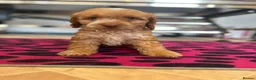Cockapoo dogs for sale: F1 cockerpoo  - Advert 12