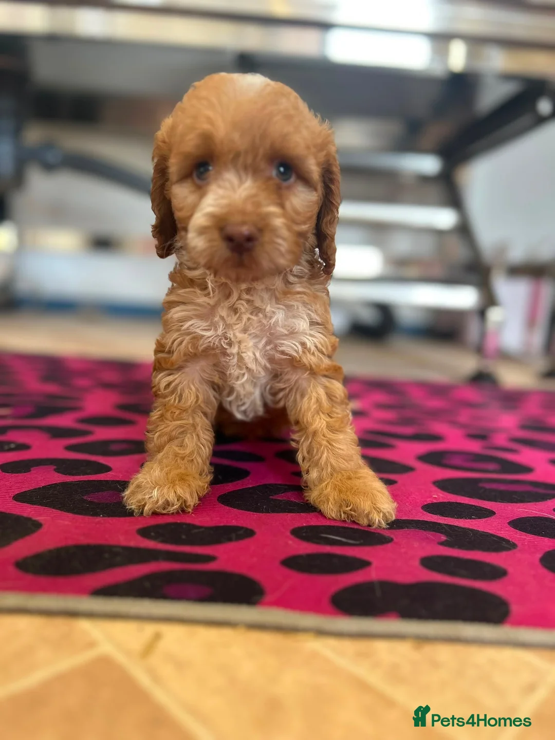 Cockapoo dogs for sale: F1 cockerpoo  - Advert 12