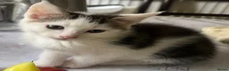 Mixed Breed cats for sale: 6 Lovely kittens for sale  - Advert 12