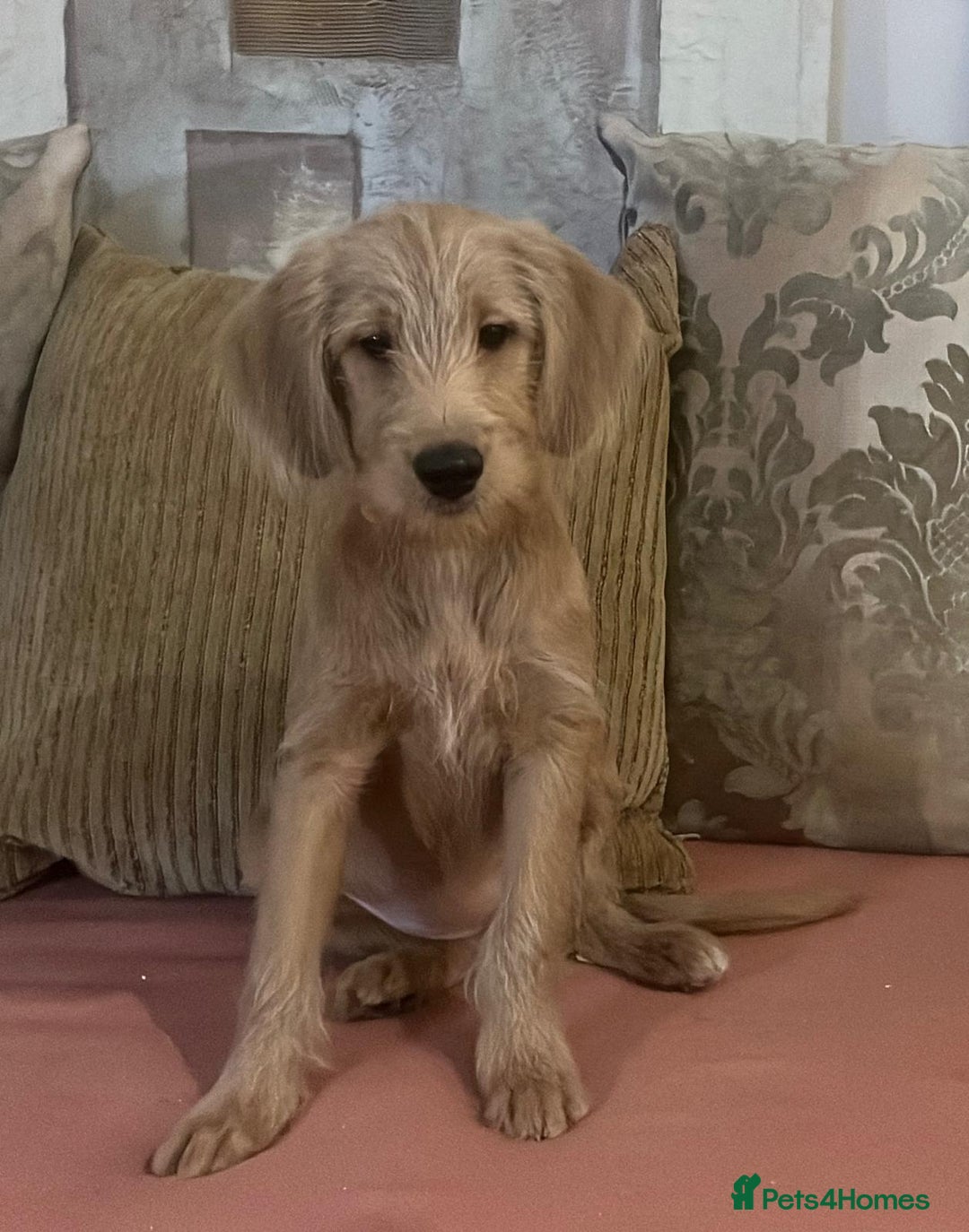 Labradoodle dogs for sale: Absolutely beautiful Labradoodles - Advert 22