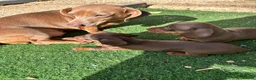 Dachshund dogs for sale: 4 beautiful chocolate dachshund puppy’s  - Advert 8