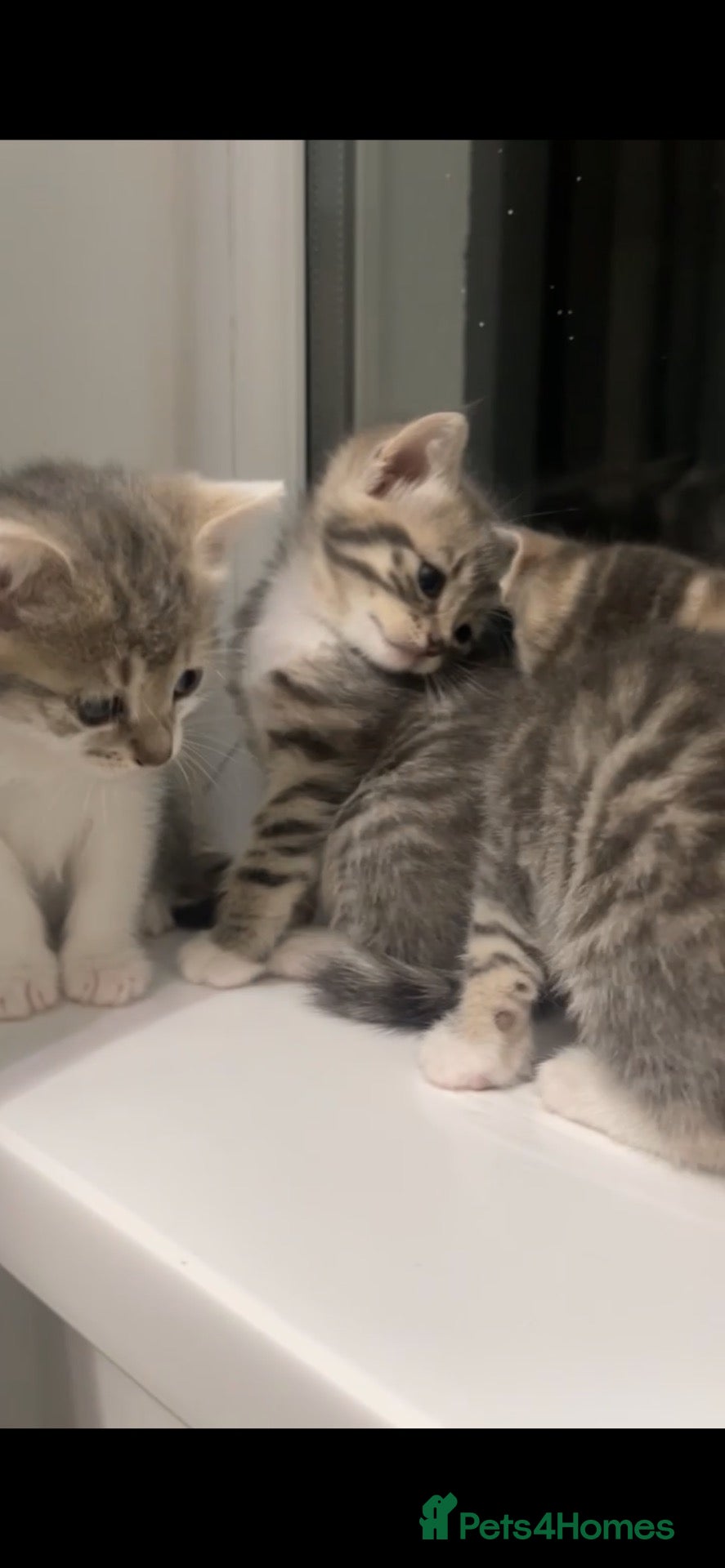 Domestic Shorthair cats Kittens ready to go!! - Advert 1