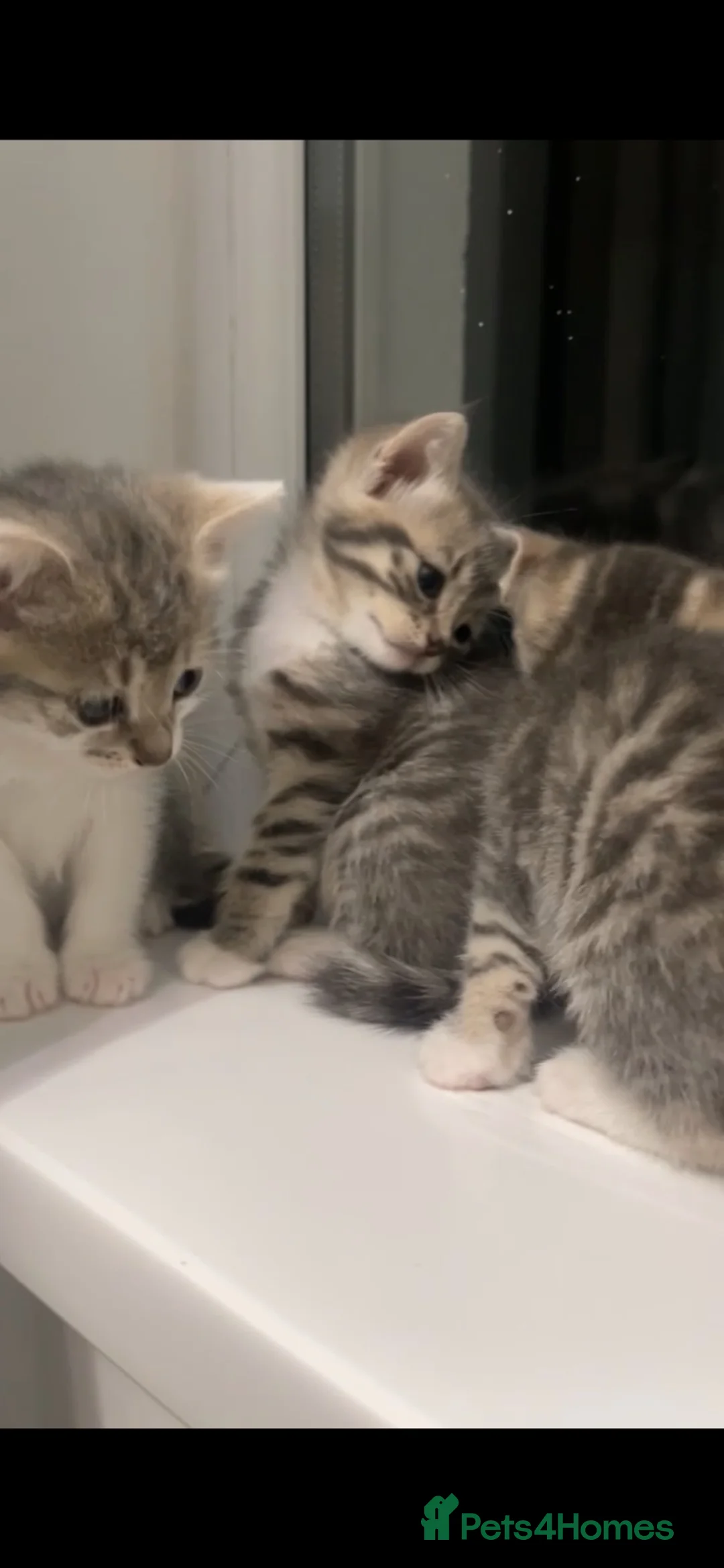 Domestic Shorthair cats for sale: Kittens ready to go!! - Advert 1