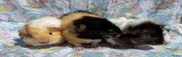 Guinea Pig rodents for sale: Guinea pig boarding services  - Advert 6