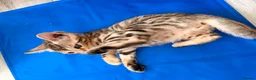 Bengal cats for sale: ✨ Exceptional Pure TICA Reg Bengal Kittens ✨  - Advert 19