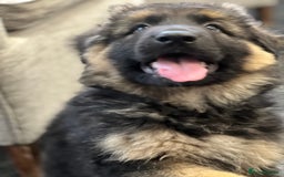 German Shepherd dogs for sale: German shepherd puppies  - Image 10