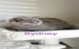 British Shorthair cats for sale: GCCF Registered British Shorthair Lilac Boy - Image 2