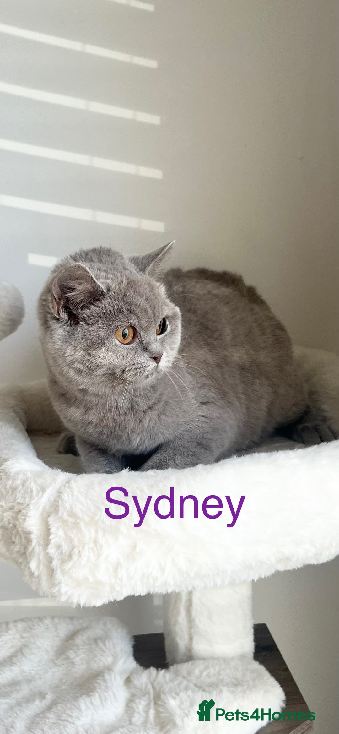 British Shorthair cats for sale: GCCF Registered British Shorthair Lilac Boy - Image 2