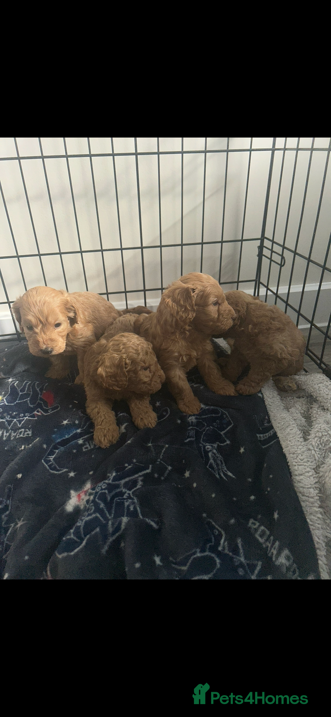 Cockapoo dogs for sale: F2 red Cockapoo puppies  - Image 14