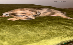 Mixed Breed dogs for sale: Schweenies - Image 9