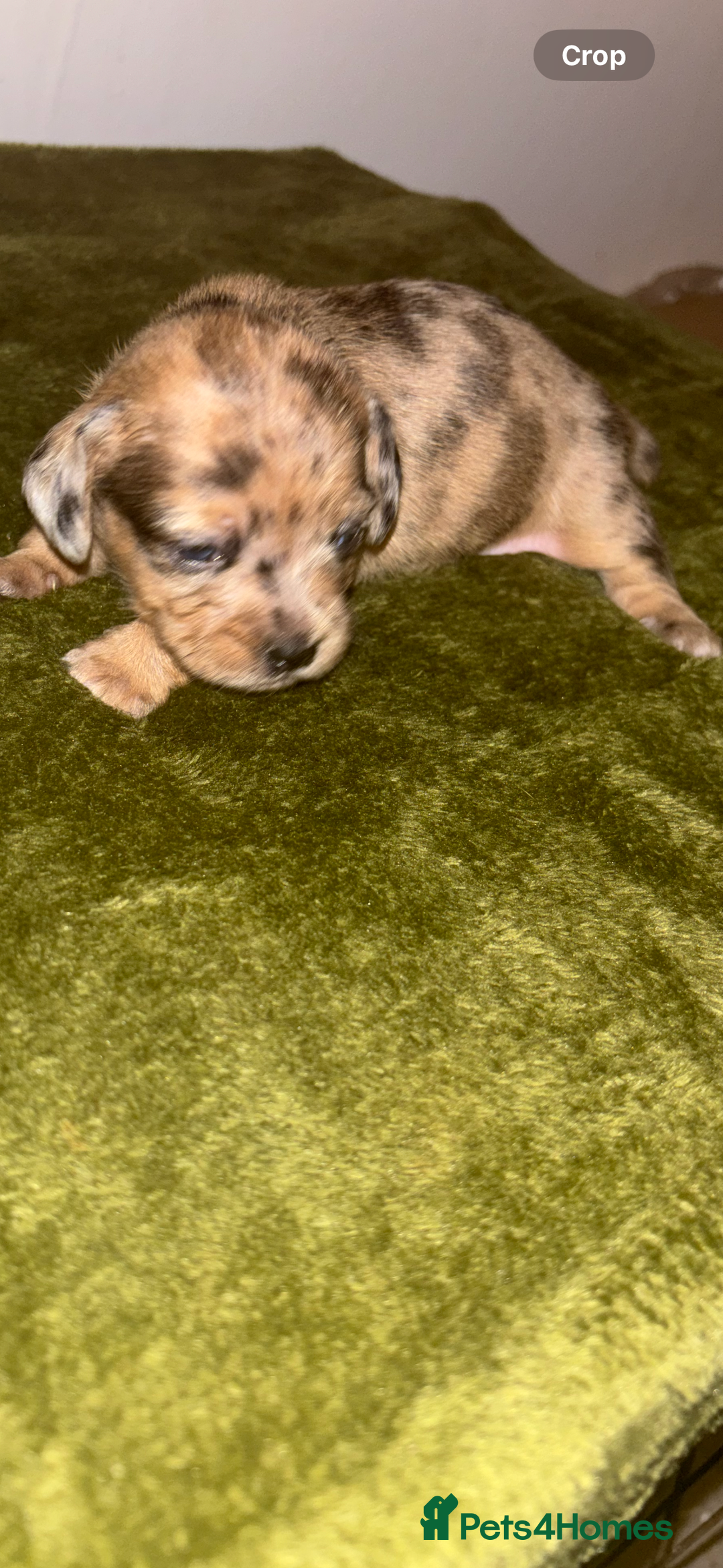 Mixed Breed dogs for sale: Schweenies - Image 9