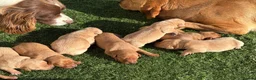 Labrador Retriever dogs for sale: 🐾 8 beautiful Labrador puppies  in Melton Mowbray - Advert 5