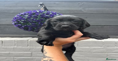 Springador dogs - Advert 6