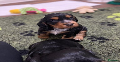 Cocker Spaniel dogs 2 super Black and Tan boy cocker spaniel puppies  - Advert 3