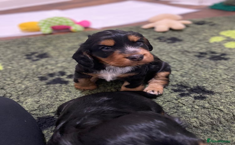 Cocker Spaniel dogs 2 super Black and Tan boy cocker spaniel puppies  - Advert 8