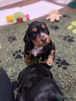 Cocker Spaniel dogs 2 super Black and Tan boy cocker spaniel puppies - Advert 3