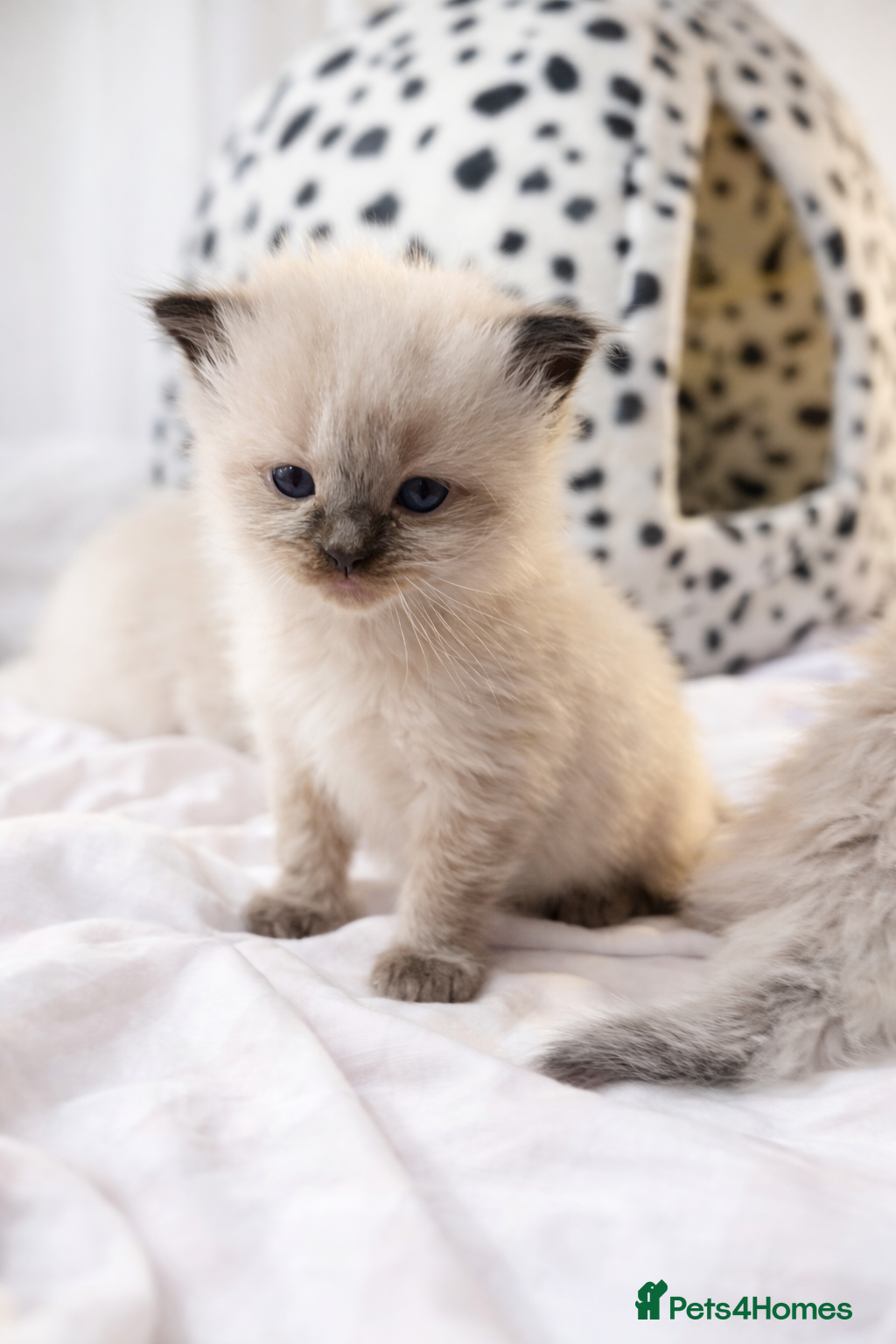 Ragdoll cats Microchipped Ragdoll Pedigree Kittens - Advert 1