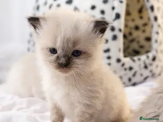 Ragdoll cats Microchipped Ragdoll Pedigree Kittens - Advert 1