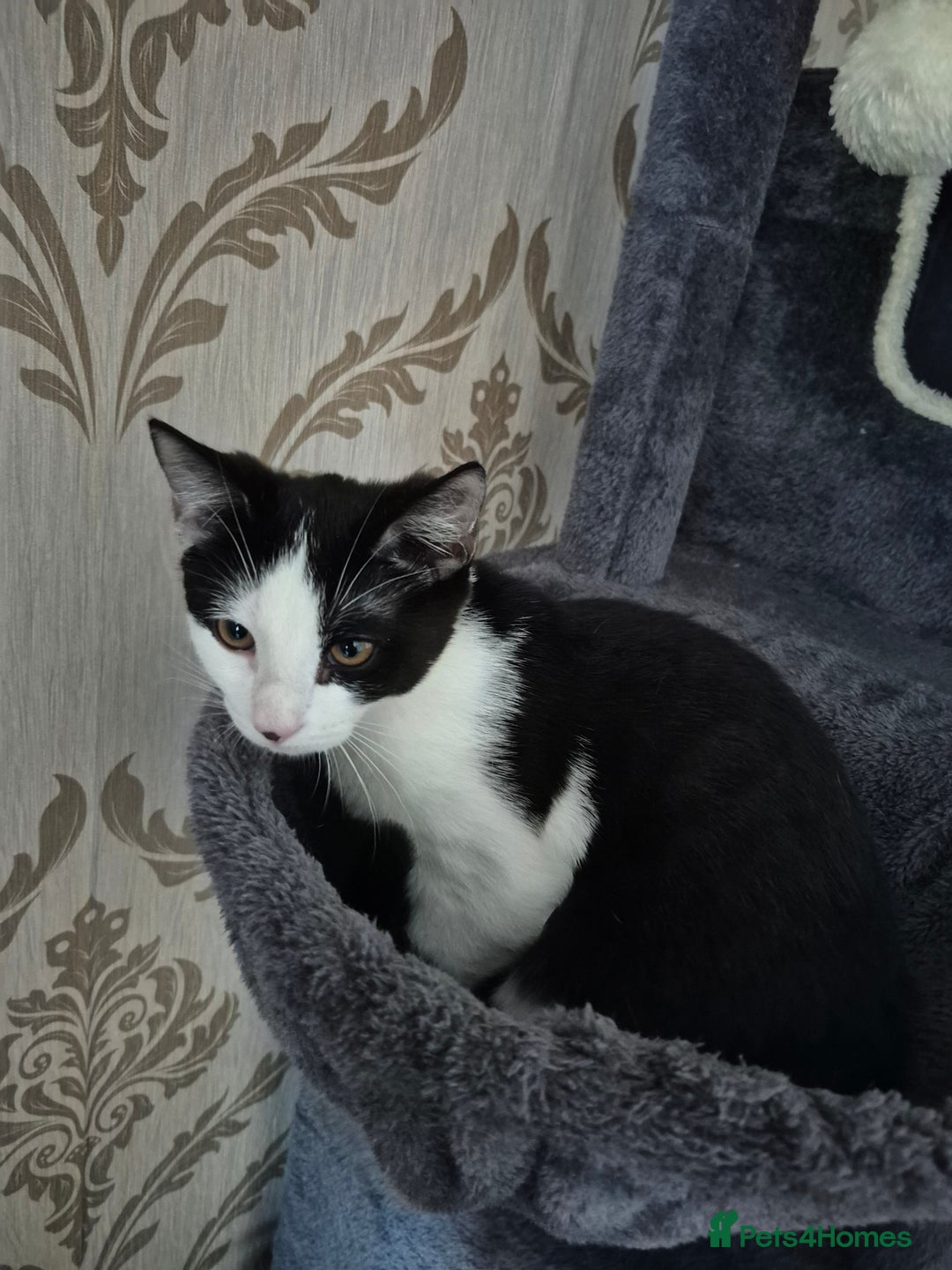 Mixed Breed cats for sale: Victor Looking for his forever home!  - Advert 2