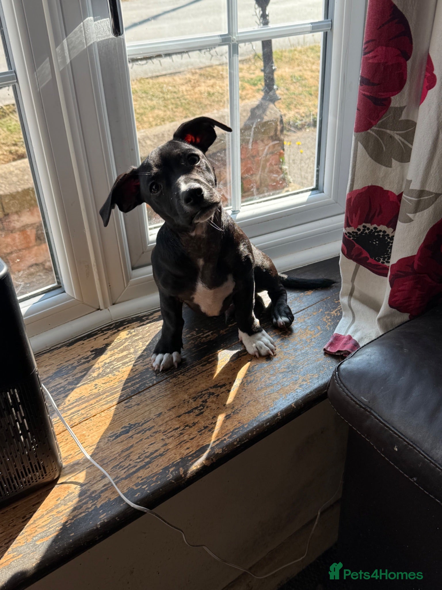 Mixed Breed dogs  18weeks old mixed breed - Advert 4
