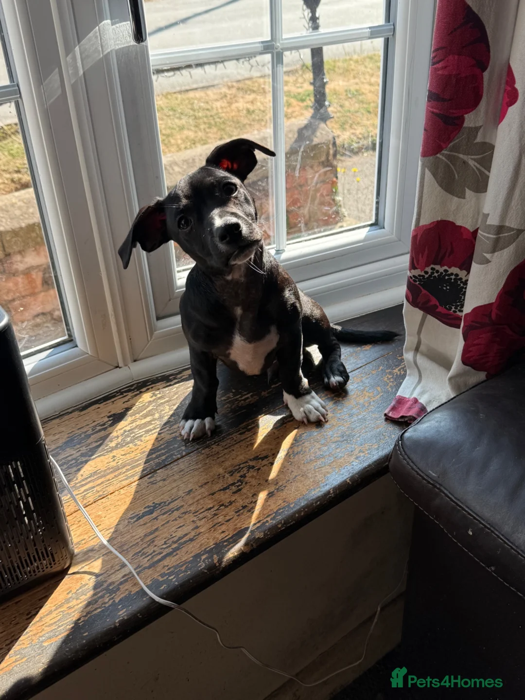 Mixed Breed dogs for sale: 19week old mixed breed  - Advert 1