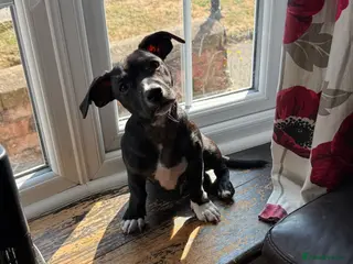 Mixed Breed dogs 18weeks old mixed breed - Advert 4