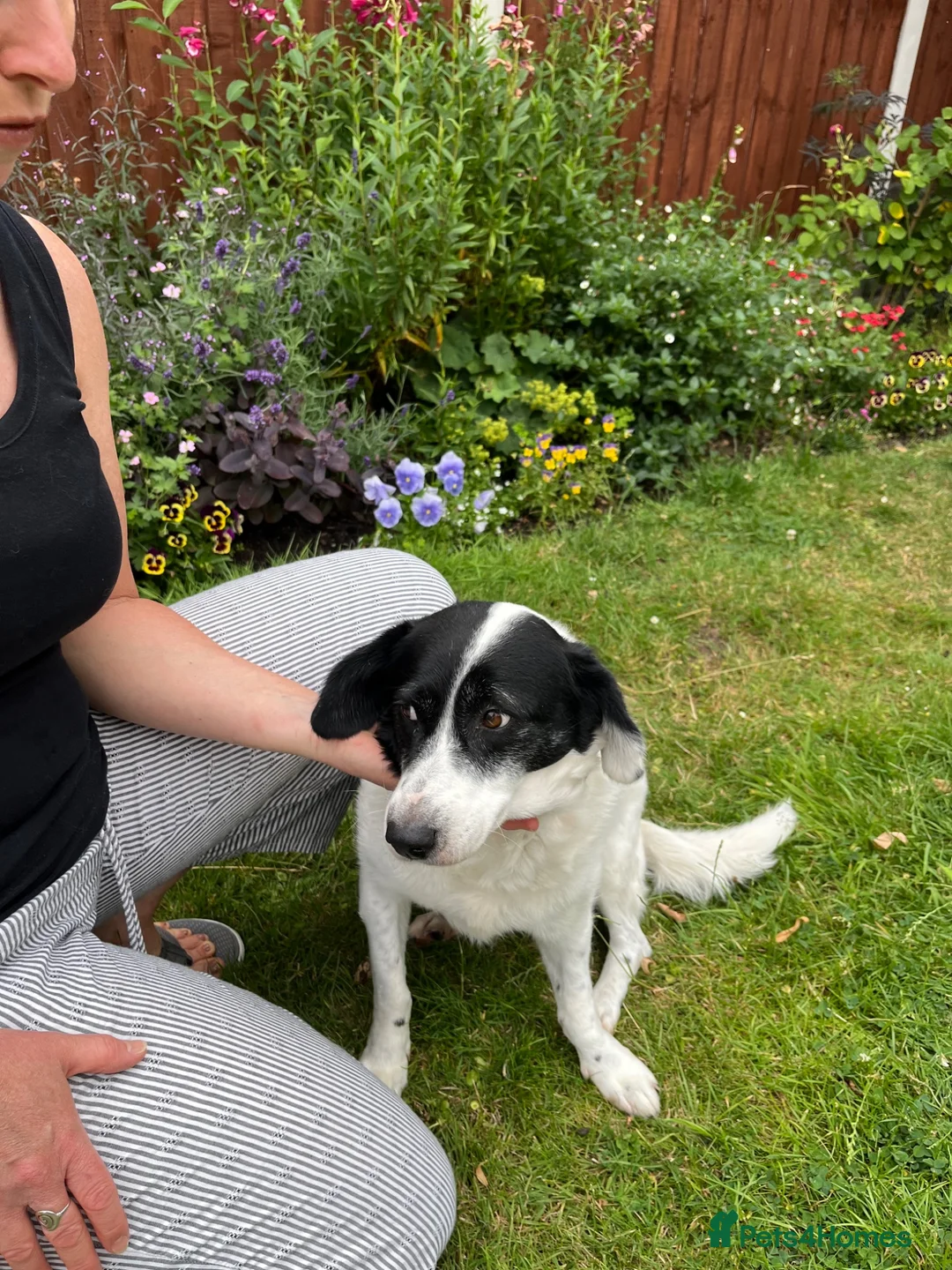Mixed Breed dogs for adoption: Sweet calm Freya  - Advert 8