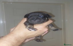 Mixed Breed dogs for sale: FRENCH BULLDOG X STAFFY  - Image 22