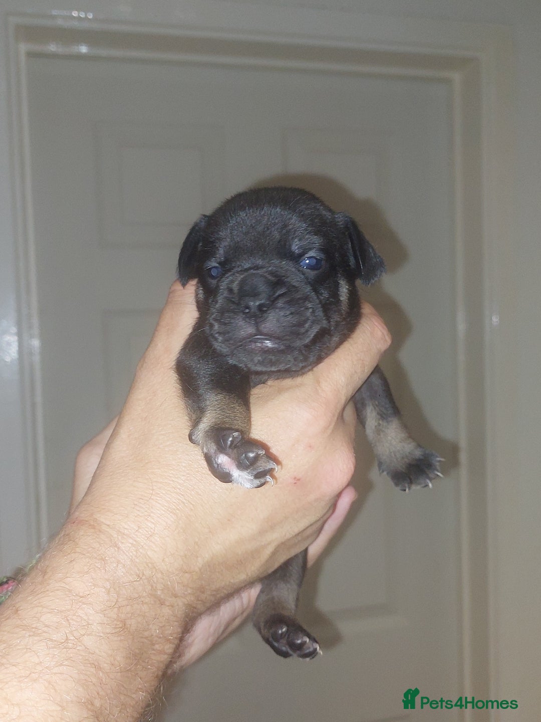 Mixed Breed dogs for sale: FRENCH BULLDOG X STAFFY  - Image 22