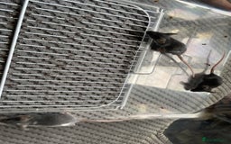 Mouse rodents for sale: Male mice free to a good home  - Image 3