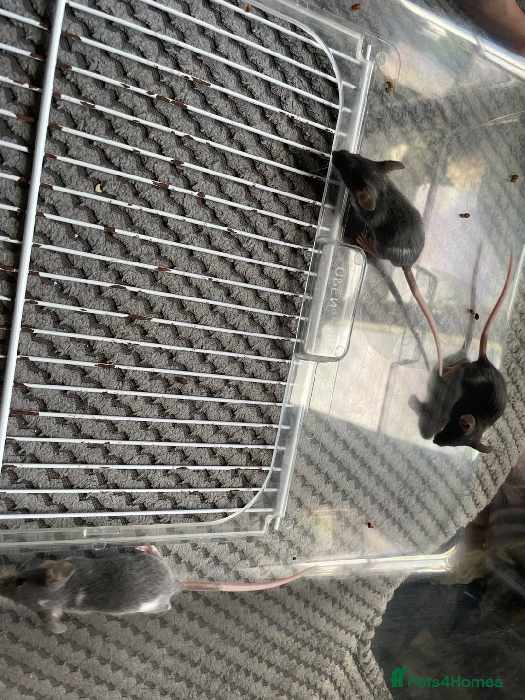 Mouse rodents for sale: Male mice free to a good home  - Image 3