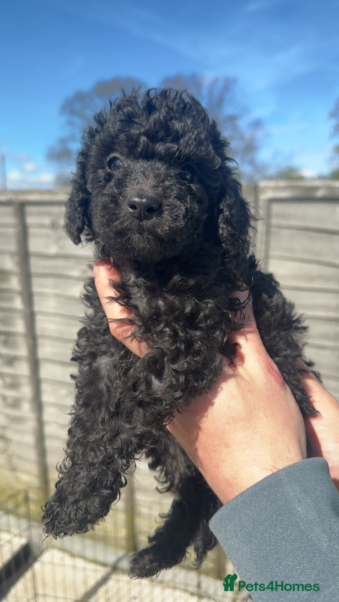 Miniature Poodle dogs 🐩 Beautiful Toy Poodle Puppies Family Raised 🐾 - Advert 1
