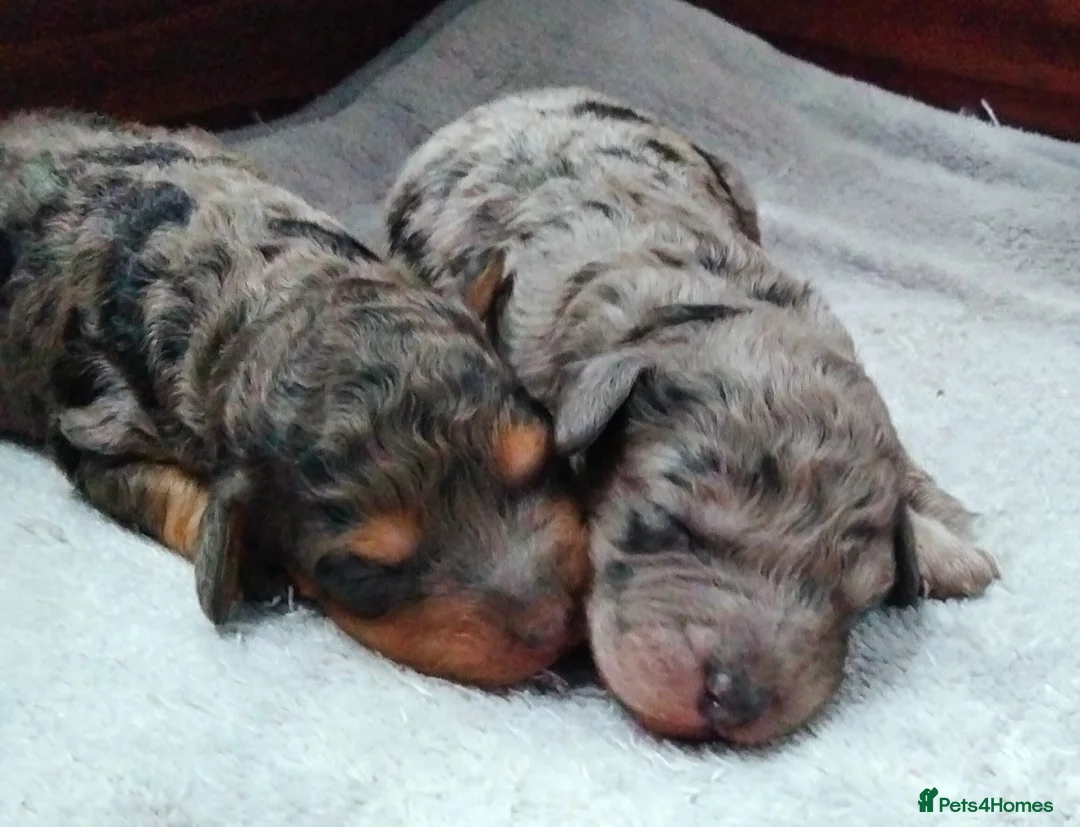 Cavapoo dogs for sale: Stunning F2B Cavapoo's Health Tested - Advert 3