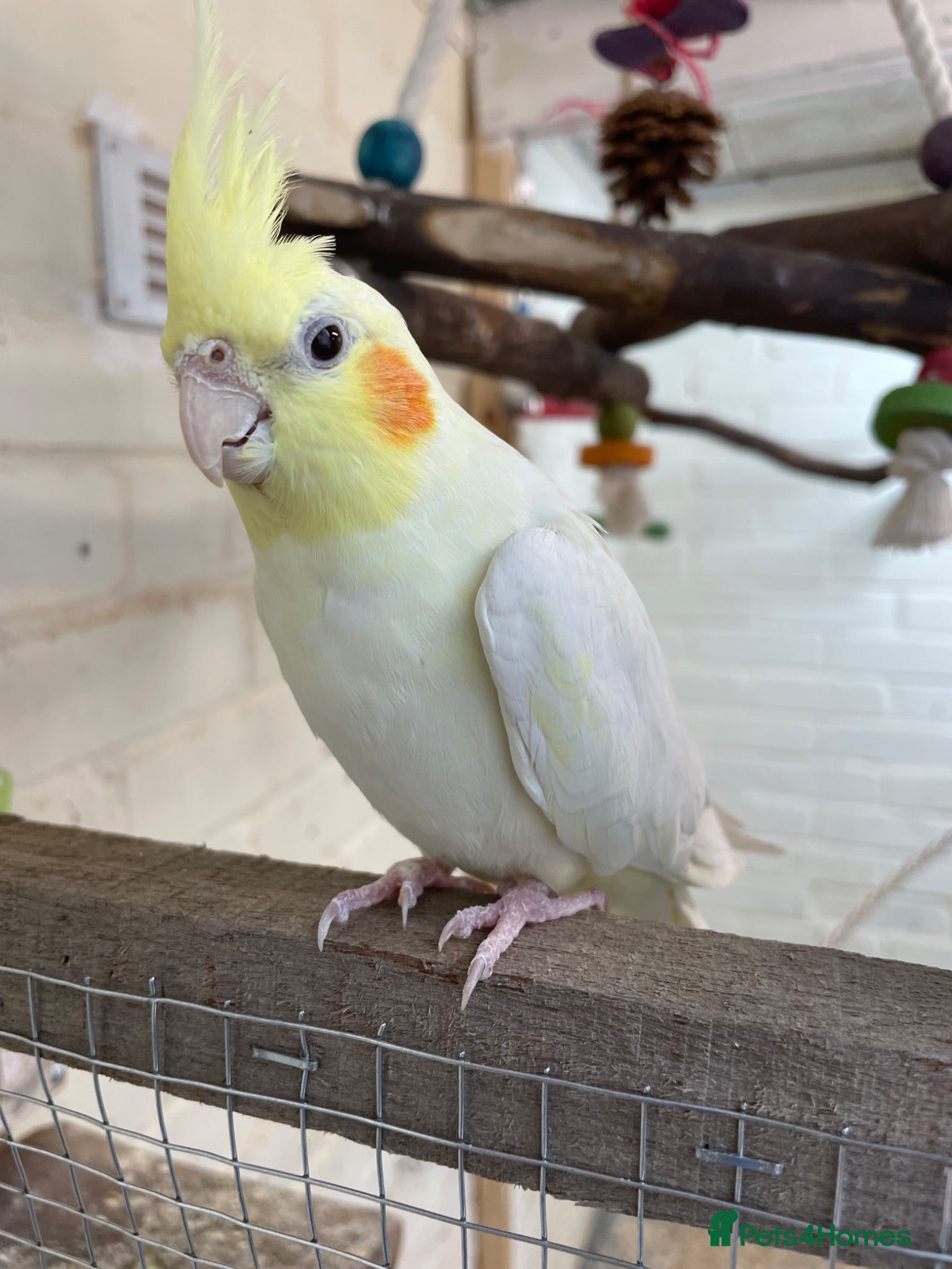 Cockatiels birds Lovely cockatiel girl for a new home - Advert 20