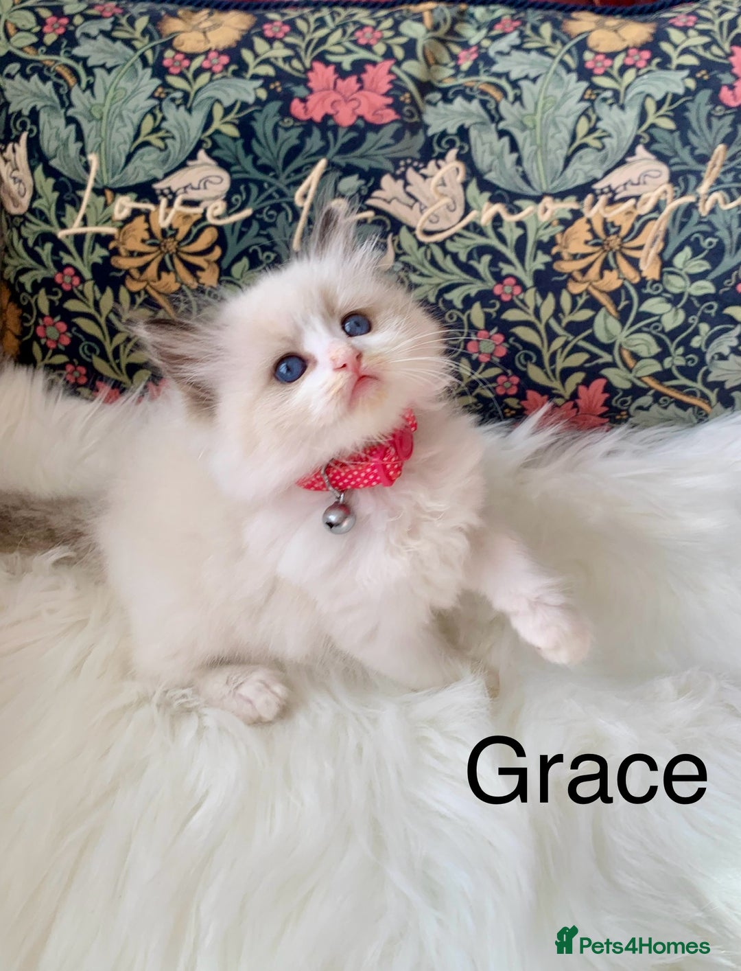 Ragdoll cats for sale: Beautiful champion lines purebred Ragdoll kittens - Image 15
