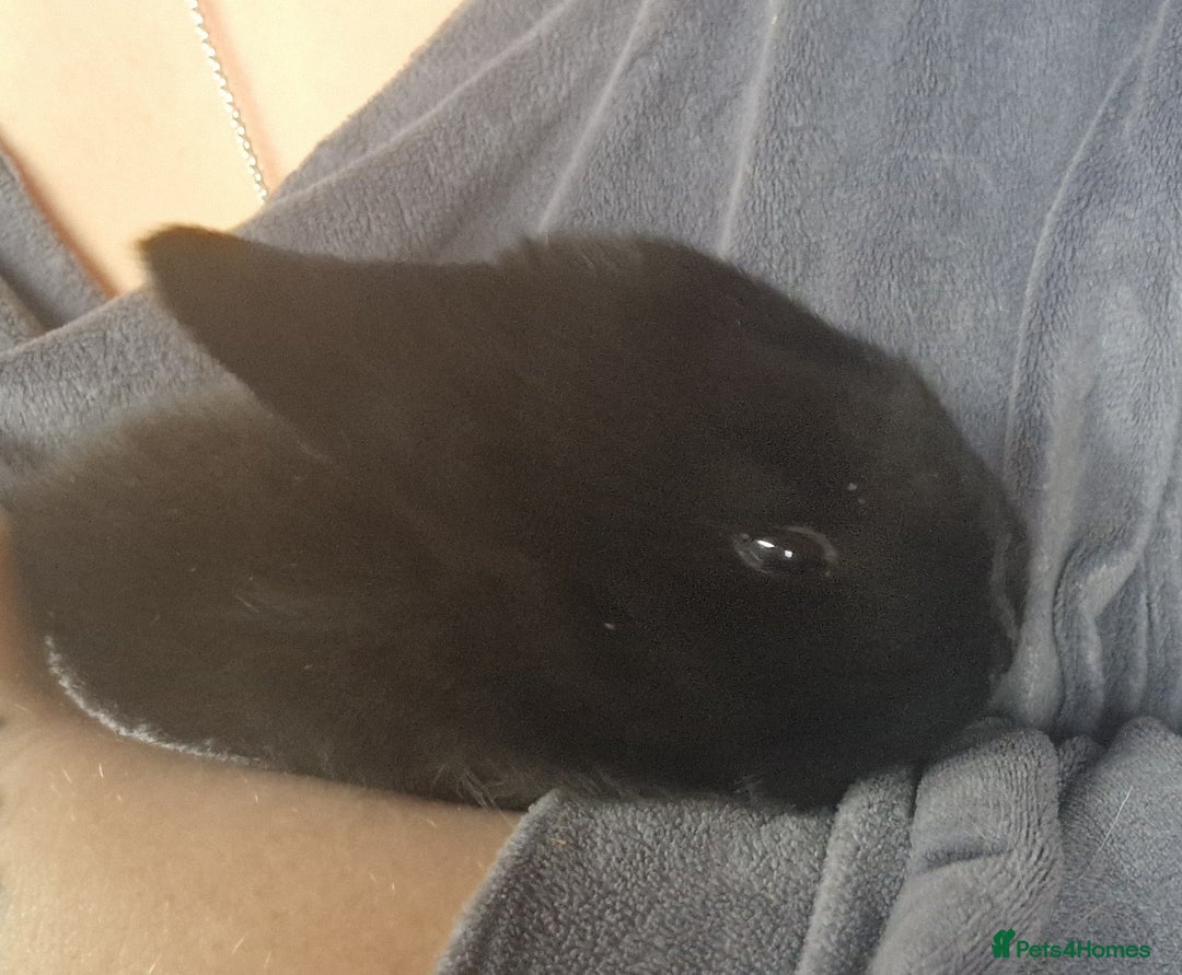 Mini Lop rabbits for sale: Mini lops  - Advert 5