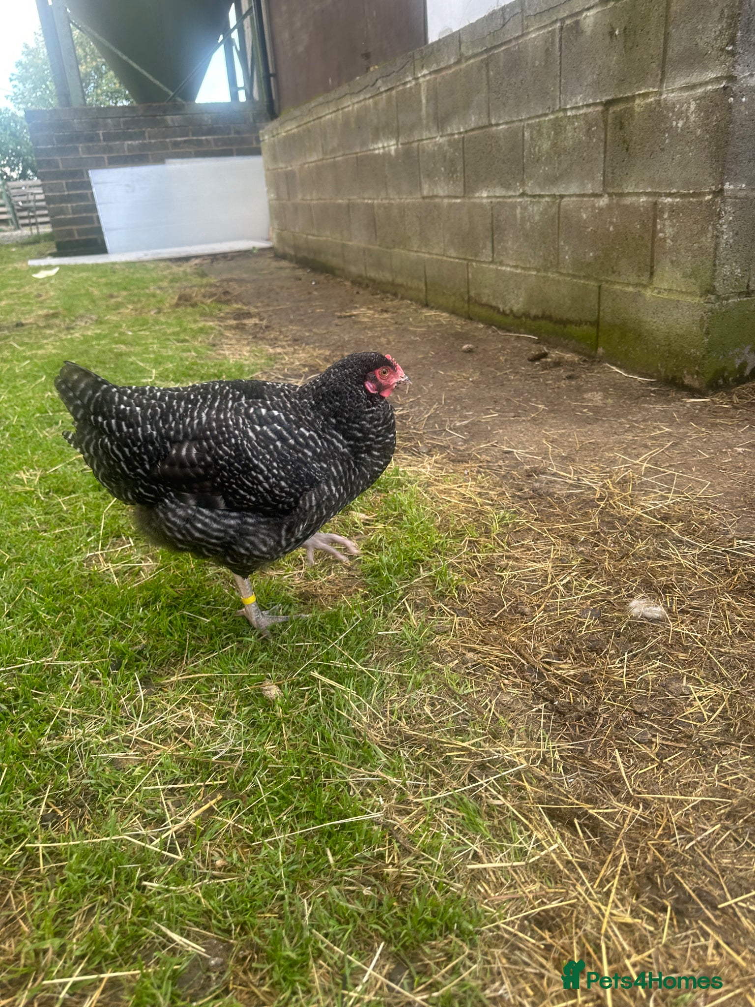 Chickens poultry 2 point of lay Barred Plymouth Rock hybrid pullets - Advert 7