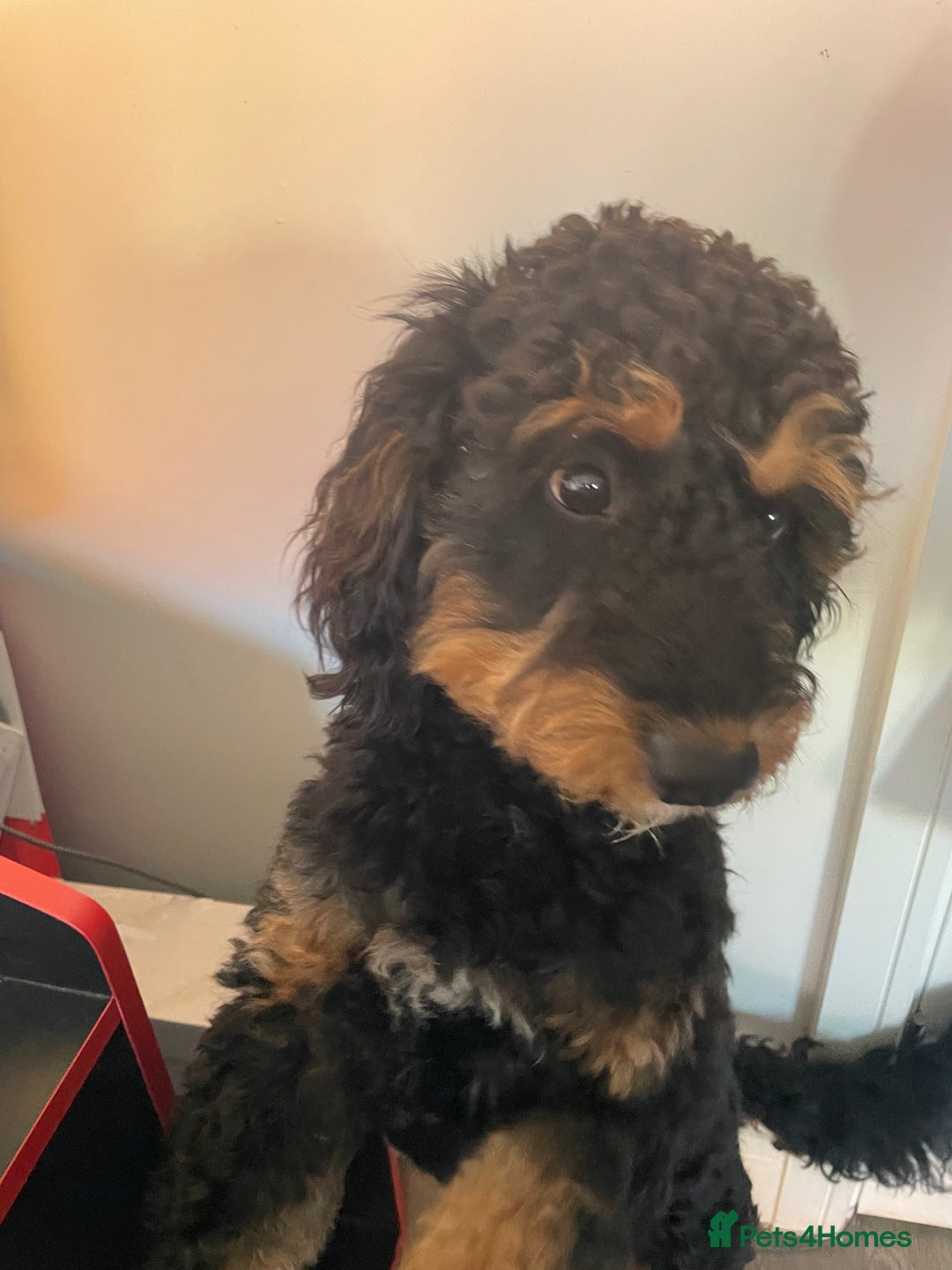 Cavapoo dogs for stud: Cavapoo Male - Image 2
