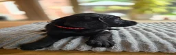 Labradoodle dogs for sale: 4 Gorgeous Fluffy Labradoodle girls - Advert 27