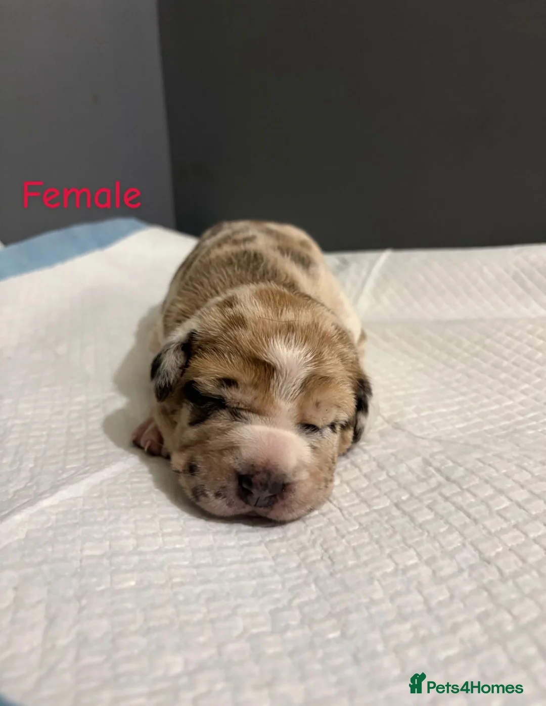 Mixed Breed dogs for sale: Stunning litter of 7 Presa Canario X Bandog - Advert 27