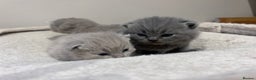 British Shorthair cats for sale: Tica Registered British Shorthair kittens - Advert 5