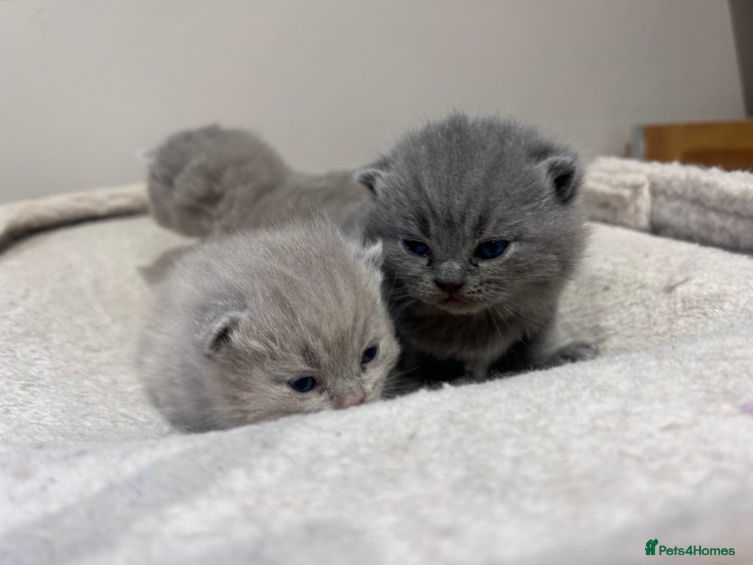 British Shorthair cats for sale: Tica Registered British Shorthair kittens - Advert 5