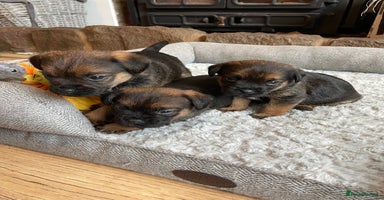 Border Terrier dogs - Advert 3