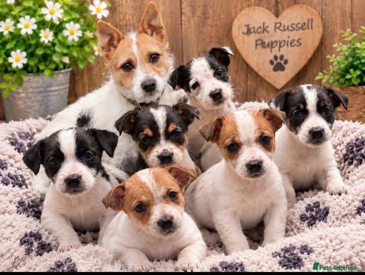 Jack Russell dogs for sale: Jack Russell pups - Advert 4
