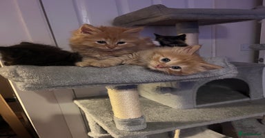 Birman cats - Advert 7