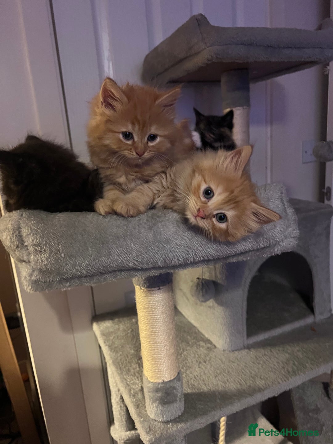 Birman cats for sale: Birman X  - Image 3