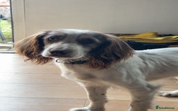 Mixed Breed dogs for sale: Labradoodle X Cocker Spaniel - Image 16