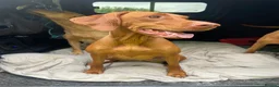 Hungarian Vizsla dogs for sale: KC Reg HV Pups, COI 1.3% ,Hip Scored For Sale in Peterlee - Advert 8