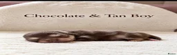 Pomeranian dogs for sale: Two Stunning Petite Pomeranian Babies  - Advert 9